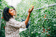 © sorapop - Female farmer inspects tomato quality in the greenhouse using a laptop