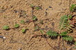 © Olga - Silverweed leaves growing on sandy ground, Potentilla anserina