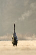 © Travel 'n' Lifestyle - View of a common crane calling out in a field with visible breath vapor in the cold morning air, Debrzno, Pomeranian Voivodeship, Poland.