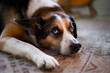 © Mat Rick Photography - portrait of a sad dog