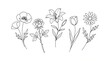 © Ashii - Minimalist botanical line art, hand drawn floral sketches of rose lily and tulip, elegant black and white flower illustrations for wedding stationery