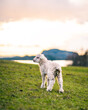 © Travel 'n' Lifestyle - View of a young lamb standing in a lush green pasture on a farm with a lake and distant hills under a soft sunset sky in Norway.