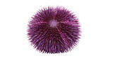Purple sea urchin with sharp spines