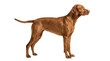 © GANIA - A regal vizsla dog stands attentively, captured in a clean studio shot with a white background, showcasing its elegant golden-brown coat and athletic build.
