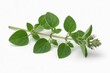 © AI Art - Isolated oregano sprig pure white cutout