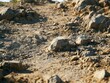 © SurvivAI - Rocky dry ground path with jagged rocks and sparse vegetation
