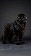 © firman - Majestic Newfoundland Dog Portrait in Studio Setting, Fluffy Breed Display