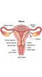 © dony - Anatomical illustration of the female reproductive system, highlighting the uterus, fallopian tubes, ovaries, cervix, and vagina.