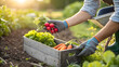 © MASIR - Farmer harvesting fresh radishes and carrots into a wooden crate in a vegetable garden.