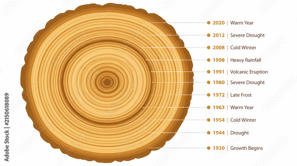 Tree Rings Inforgraphic Tree Ring Growth Rings Annual Cycle Climate Data Visualization Chart ...