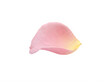 ©  AH Creation - A single delicate pink rose petal with a yellow base isolated on transparent background