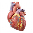 © gundala - Anatomical Human Heart with Blood Vessels Isolated on White Background