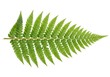 © twilight mist - Single Green Fern Leaf Isolated on White Background - Botanical Frond for Nature and Ecology Design Projects