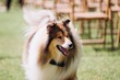 © Iryna - Rough collie dog wearing bow tie at outdoor event