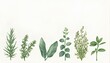 © vionaang - A collection of watercolor illustrations of various fresh herbs on a white background