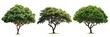 © Tatiana - Green deciduous trees set isolated on transparent background