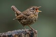 © Salvador - A detailed portrait of a wren perched on a weathered tree stump, its beak wide open in song.