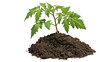 © Lena - Young tomato plant seedling growing in dark soil mound