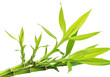 © N A Stock - Vibrant green lucky bamboo stalks with broad leaves on transparent background, symbol of good fortune and wellness.