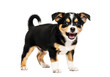© Rabina - Cute playful puppy dog with sharp teeth baring mouth isolated on transparent background studio shot.