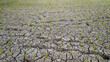 © noer cungkring - Rice plants growing in rice field experiencing drought due to long dry season,location in Sukoharjo,Central Java, Indonesia.