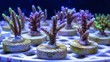 © Crazy Dark Queen - Fragile coral fragments in glowing aquarium display