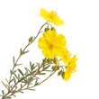© Fahima - Helianthemum nummularium (rock rose), yellow blooms - a cheerful and detailed depiction of the bright yellow flowers with their delicate petals and green-grey foliage, capturing the rugged beauty of t