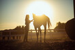 © Dexon Dee - Woman bonding with horse at golden hour sunset