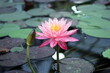 ©  DENIS   - Beautiful bright water lily flowers grow on water.
