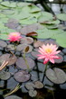 ©  DENIS   - Beautiful bright water lily flowers grow on water.