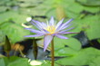 ©  DENIS   - Beautiful bright water lily flowers grow on water.