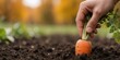 © MT - A person harvesting fresh organic carrot from the garden soil representing sustainable agriculture and healthy eating lifestyle