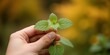 © MT - Human hand holding fresh green mint leaves outdoors in nature, representing herbal medicine and healthy lifestyle choices