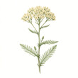 © solenne - Botanical watercolor illustration of yarrow flower with green leaves, isolated on white background