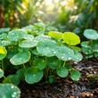 © Asad - Shatavari green medicinal plant with dew drops in garden