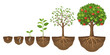 © Hossain Studio - Apple Tree Growth Cycle Diagram Vector Set Seed Germination Blossom Fruit Clipart