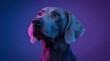 © Niam - Cinematic studio portrait of a Weimaraner dog under blue and pink lamps.