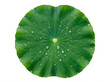 © Uttara Graphic - Green lotus leaf with many water droplets, isolated on transparent background