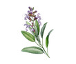 © anitapol - Common sage Salvia officinalis medicinal plant watercolor illustration isolated on background. Hand painted sage apothecary herb for herbal branding, packaging, labels, tea, cosmetics and stationery.