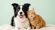 © Jane - Border Collie and Tabby Cat on Light Green