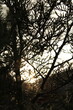 © chamon - sunlight streaming through the gaps between tree branches