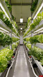 © Petr Leczo - Vertical farm growing fresh leafy vegetables hydroponically under artificial lights in a controlled indoor environment.