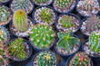 © Tatty - Small cactus plants inside plastic pots in home garden