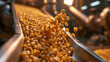 © BlackBridge Media - Corn Kernels Moving Along Conveyor Belt in Processing Factory