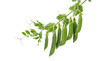 © ABID - A branch of green pea pods on transparent background