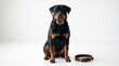 © Dog's World - rottweiler dog sitting down next to a brown leather dog collar