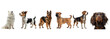 © Tatiana - Samoyed german shepherd beagle spaniel dogs set isolated on transparent background