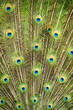 © Cavan Images - Male peacock showing off vibrant tail feathers