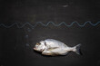 © Westend61 - Fish on black chalkboard, close up