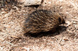 © susan flashman - the short nosed echidna has strong-clawed feet and spines on the upper part of a brownish body